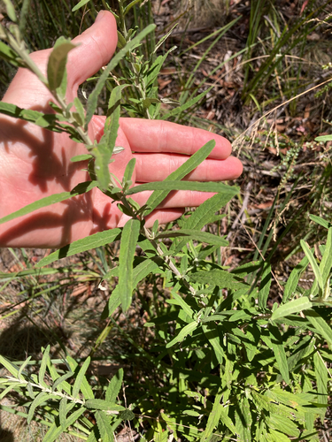 Asthma Bush (Olearia phlogopappa)
