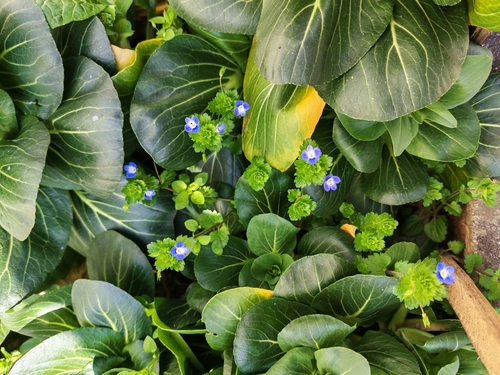 bird's-eye speedwell