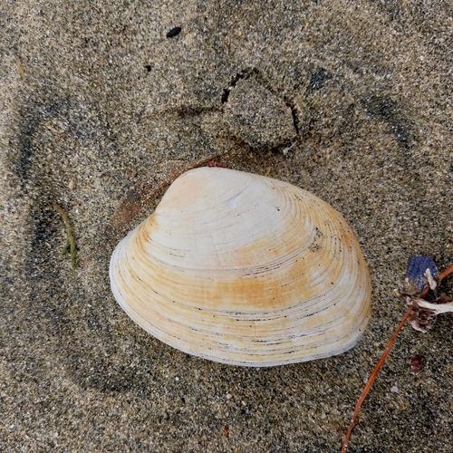 Venerupis largillierti, 2026-02-19