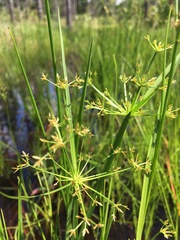 Cyperus haspan image