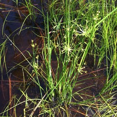 Cyperus haspan image