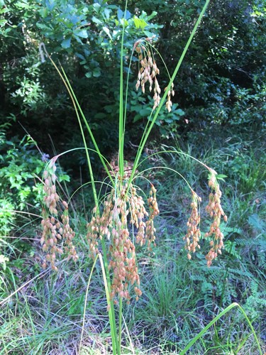 Scirpus image