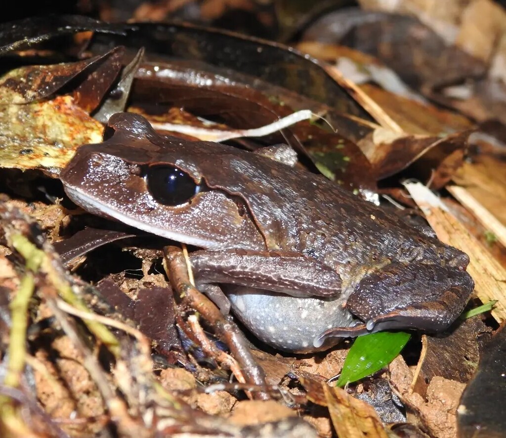 Katak-serasah Dataran-rendah (Leptobrachium abbotti)