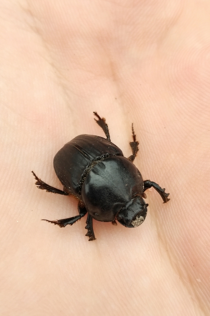 Bubas bison