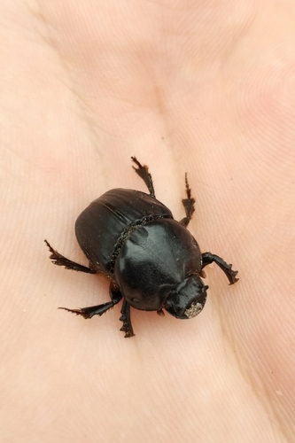 Bubas aux cornes de boeuf