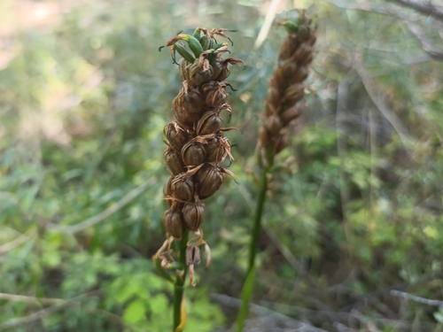 Yellow Ground Orchid (Gavilea lutea)