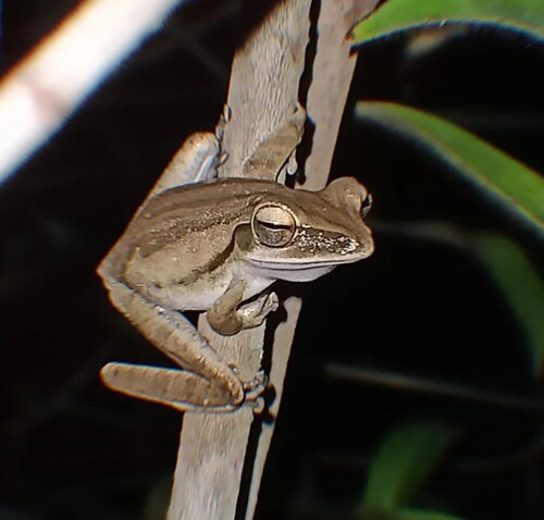 Polypedates leucomystax
