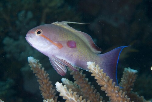 Pacific Lyretail Anthias — seen at this dive site