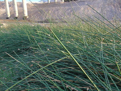 Juncus procerus