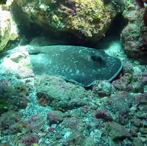 Round stingray