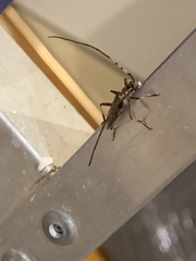 Didymocantha obliqua