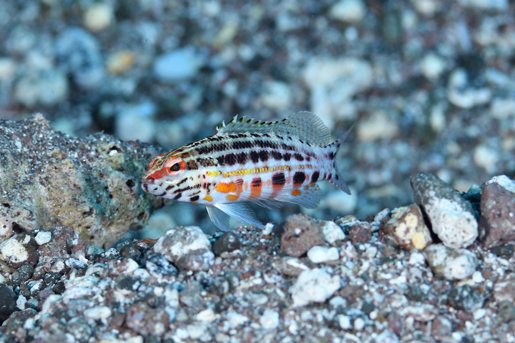 Baldwin's serranid (Serranus baldwini) — Serranidae
