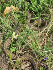 Vipera renardi