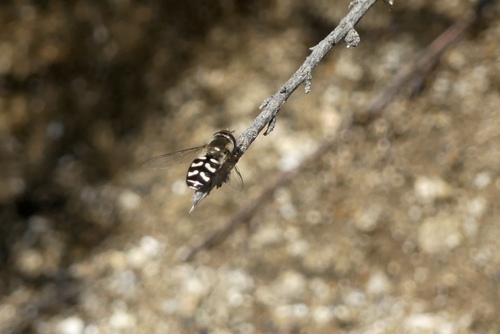 Unknown species found near Greenbriar, Glendale, CA, USA
