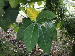 Ficus septica