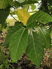 Ficus septica