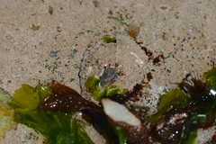 Scutellastra cochlear