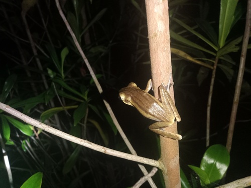 Polypedates leucomystax