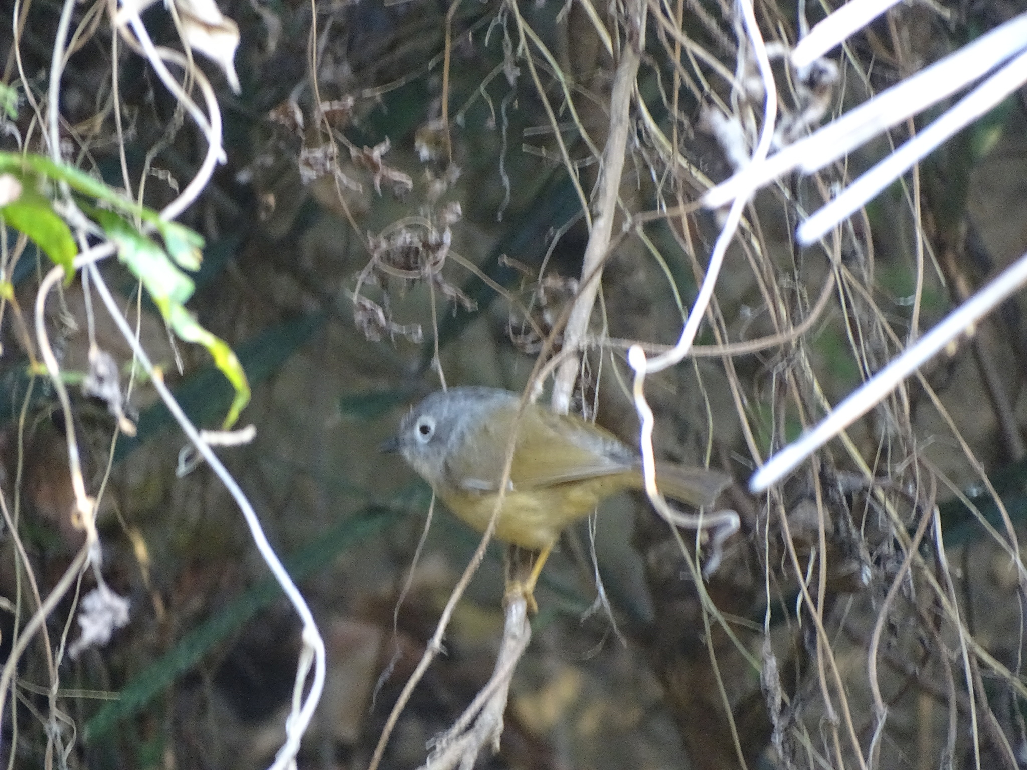 Grey-cheeked Fulvetta (Alcippe morrisonia), photo 4