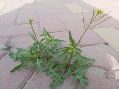 Sisymbrium irio