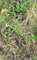 Vipera renardi