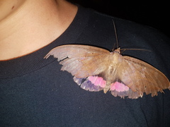 Phyllodes imperialis