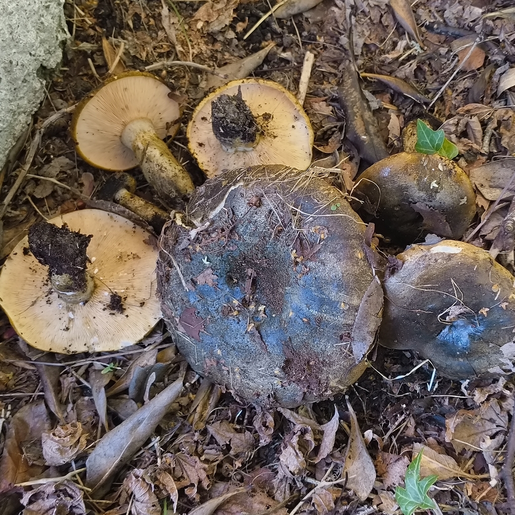 Lactarius turpis · February 2026 · photo: © zedt (iNaturalist, cc-by)
