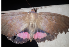 Phyllodes imperialis