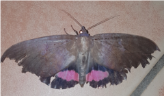 Phyllodes imperialis