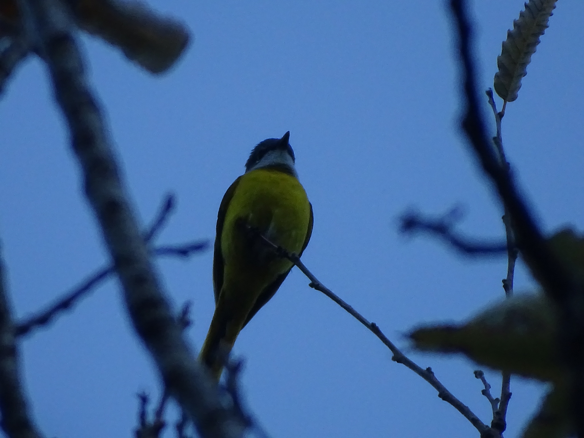 Grey-chinned Minivet (Pericrocotus solaris), photo 6