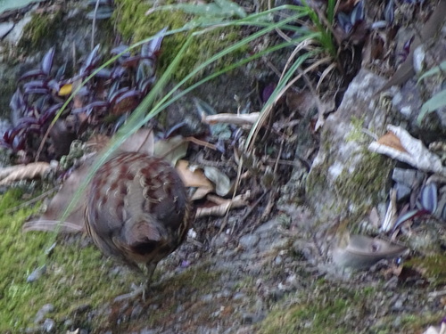 Taiwan Bamboo Partridge (Bambusicola sonorivox)