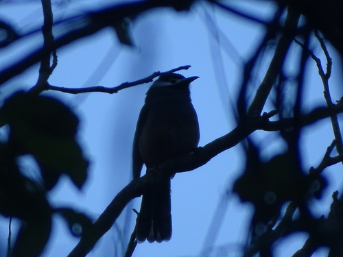 White-eared Sibia (Heterophasia auricularis), photo 3