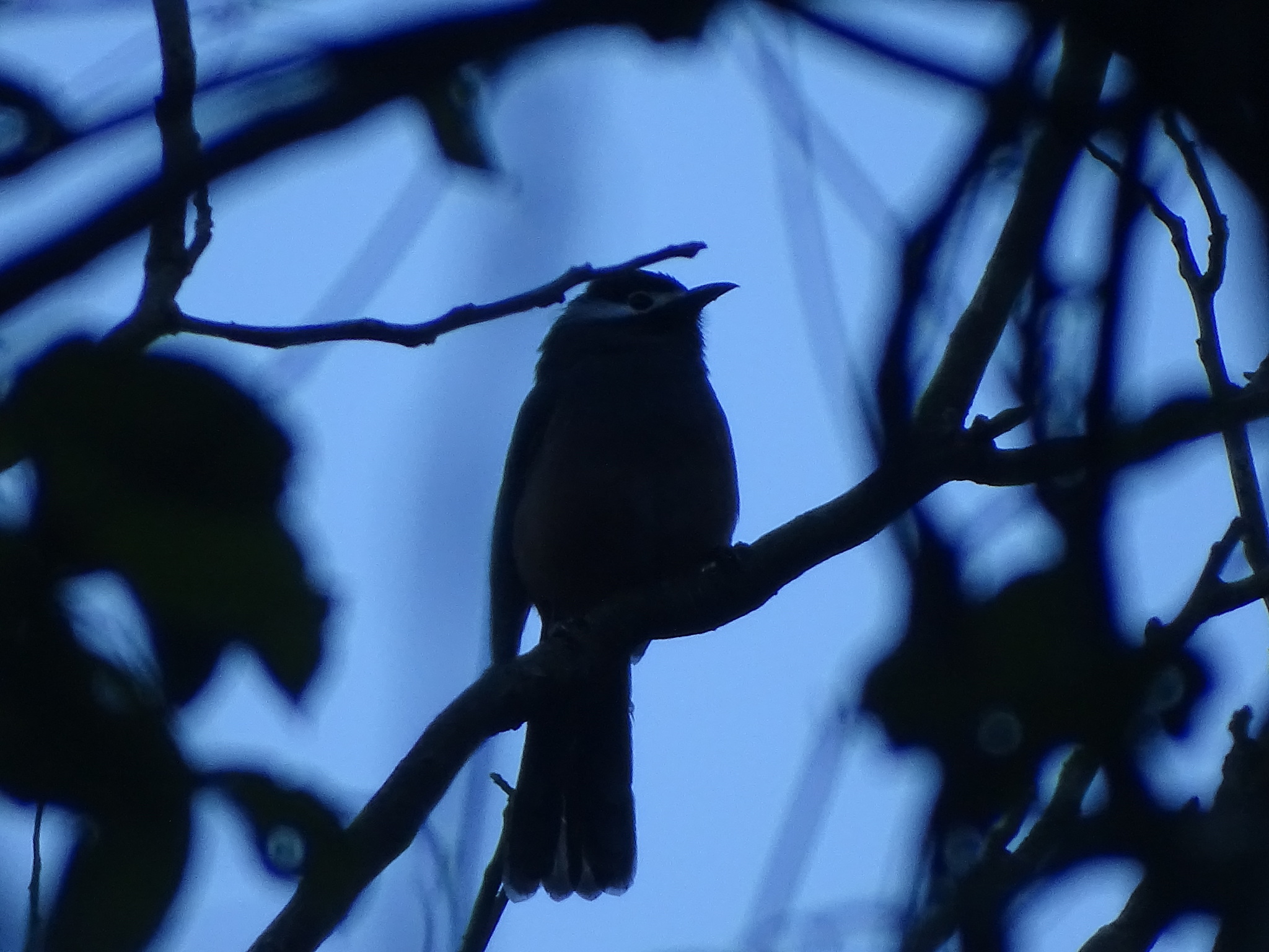 White-eared Sibia (Heterophasia auricularis), photo 3
