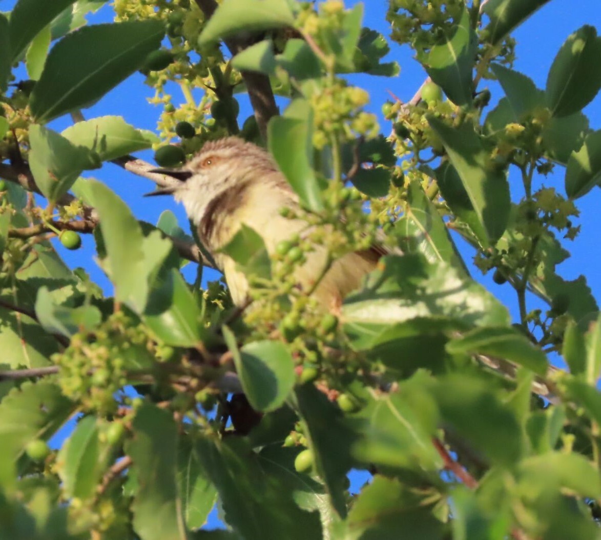 Black-chested Prinia (Prinia flavicans), photo 3