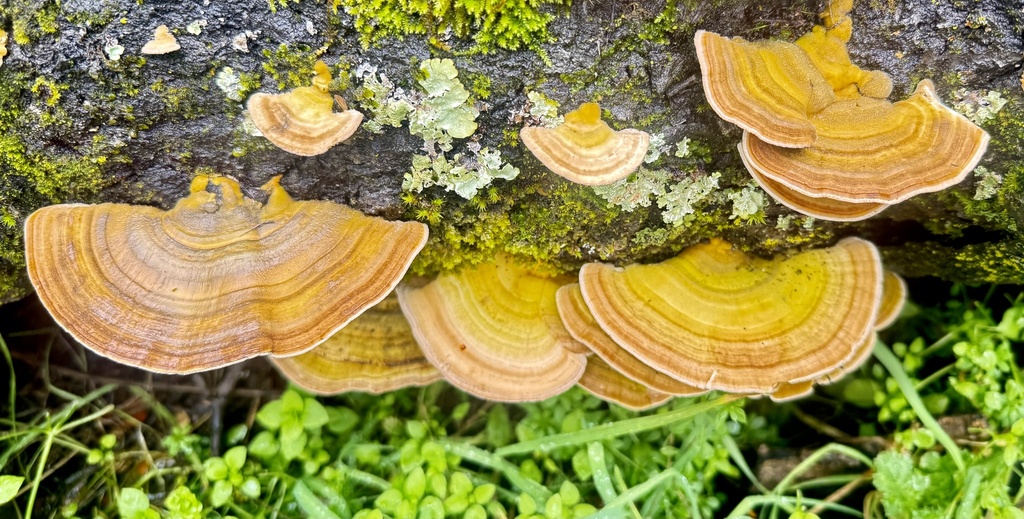 Trametes betulina · February 2026 · photo: © hllrnnr (iNaturalist, cc0)
