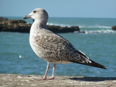 Larus michahellis