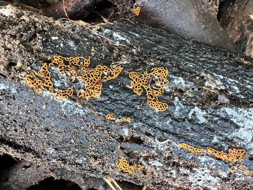 Hemitrichia serpula, 2026-01-15