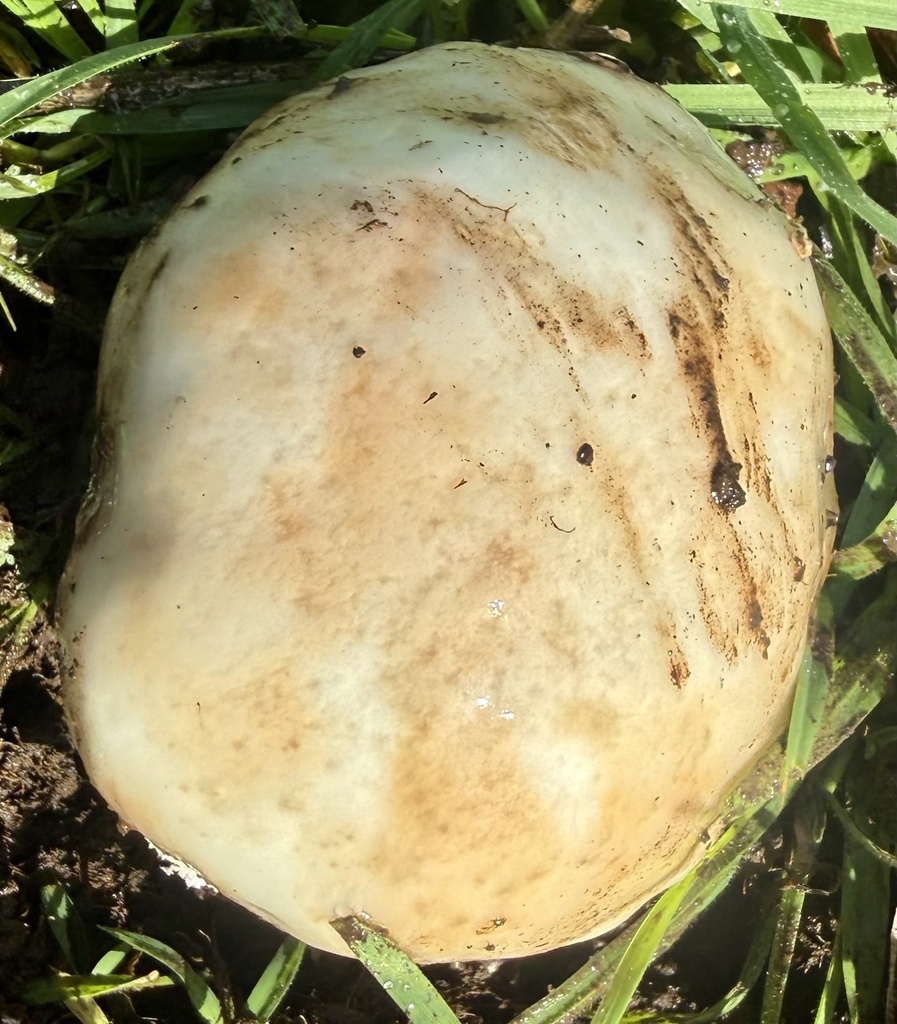 Amanita novinupta · February 2026 · photo: © hllrnnr (iNaturalist, cc0)