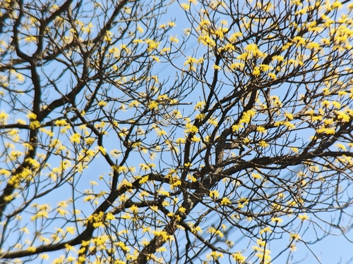 Chinese Sassafras (Sassafras tzumu)