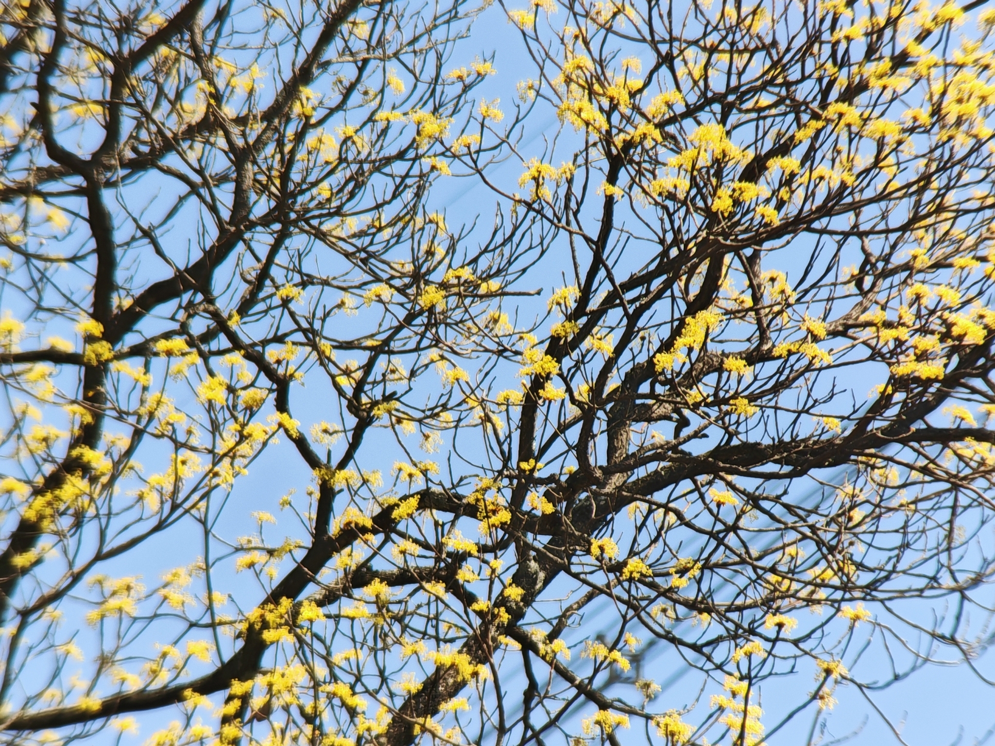 Chinese Sassafras (Sassafras tzumu)