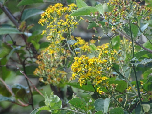Senecio scandens, photograph 4