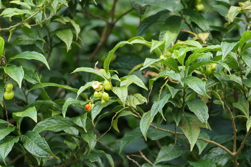 Polygala arillata, photograph 3