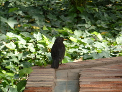 Turdus merula
