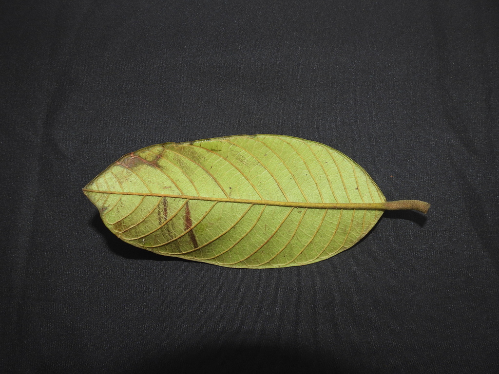 monkey Jack (Artocarpus rigidus)