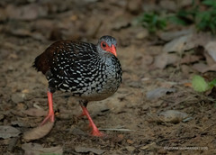 Galloperdix bicalcarata