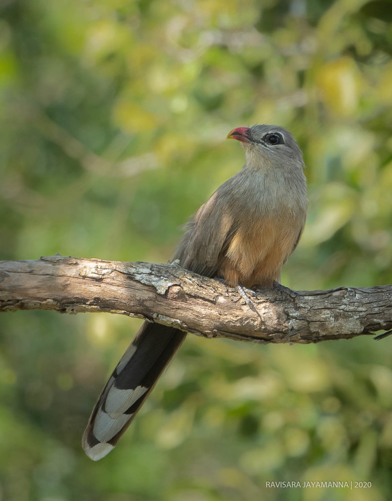 Sirkeer Malkoha photo