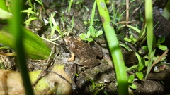 Microhyla orientalis