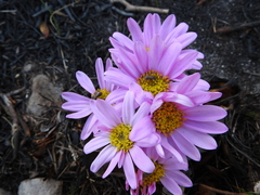 Mairia coriacea