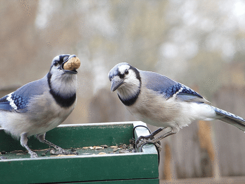 Blue Jay photographed in Texas