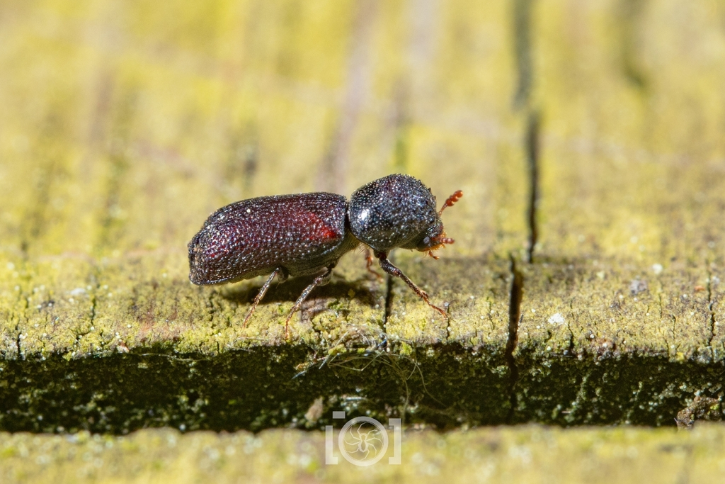 Micrapate cristicauda